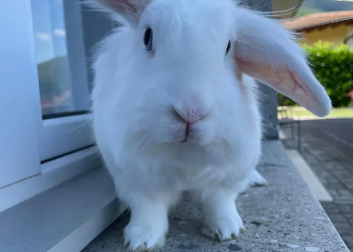 Les Dents-du-midi Monthey